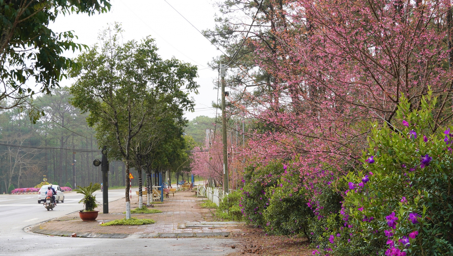 Ngắm mai anh đào nở rộ ở Măng Đen Ngắm mai anh đào nở rộ ở Măng Đen