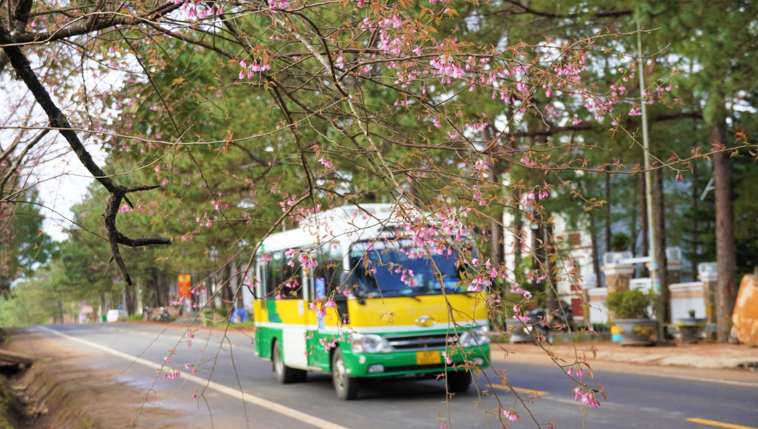 Ngắm mai anh đào nở rộ ở Măng Đen Ngắm mai anh đào nở rộ ở Măng Đen