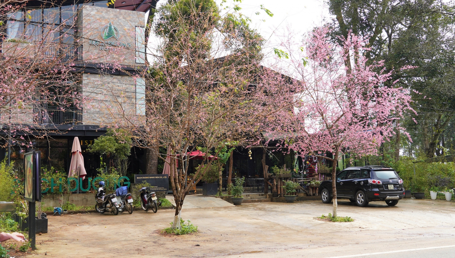 Ngắm mai anh đào nở rộ ở Măng Đen Ngắm mai anh đào nở rộ ở Măng Đen