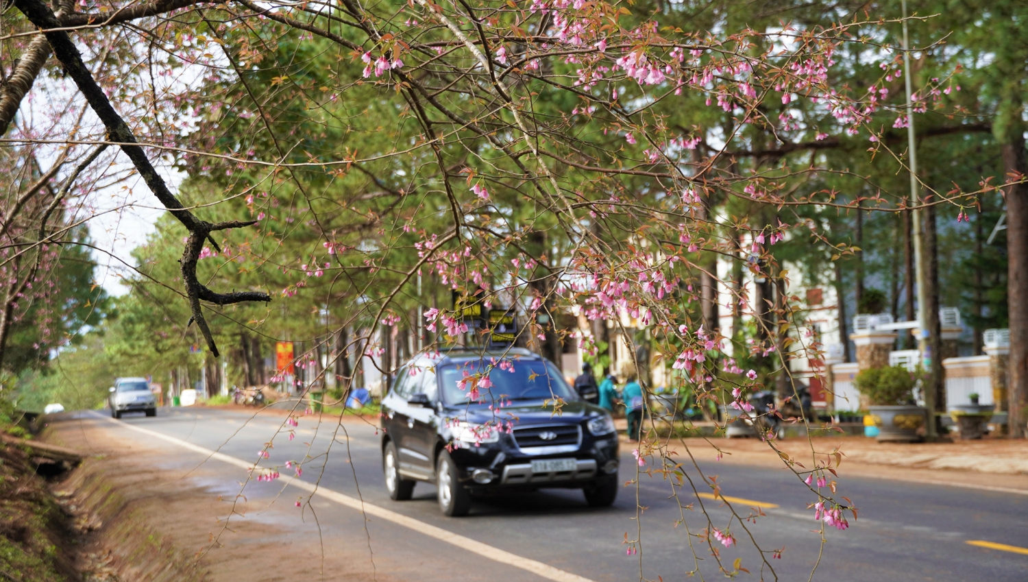 Ngắm mai anh đào nở rộ ở Măng Đen Ngắm mai anh đào nở rộ ở Măng Đen