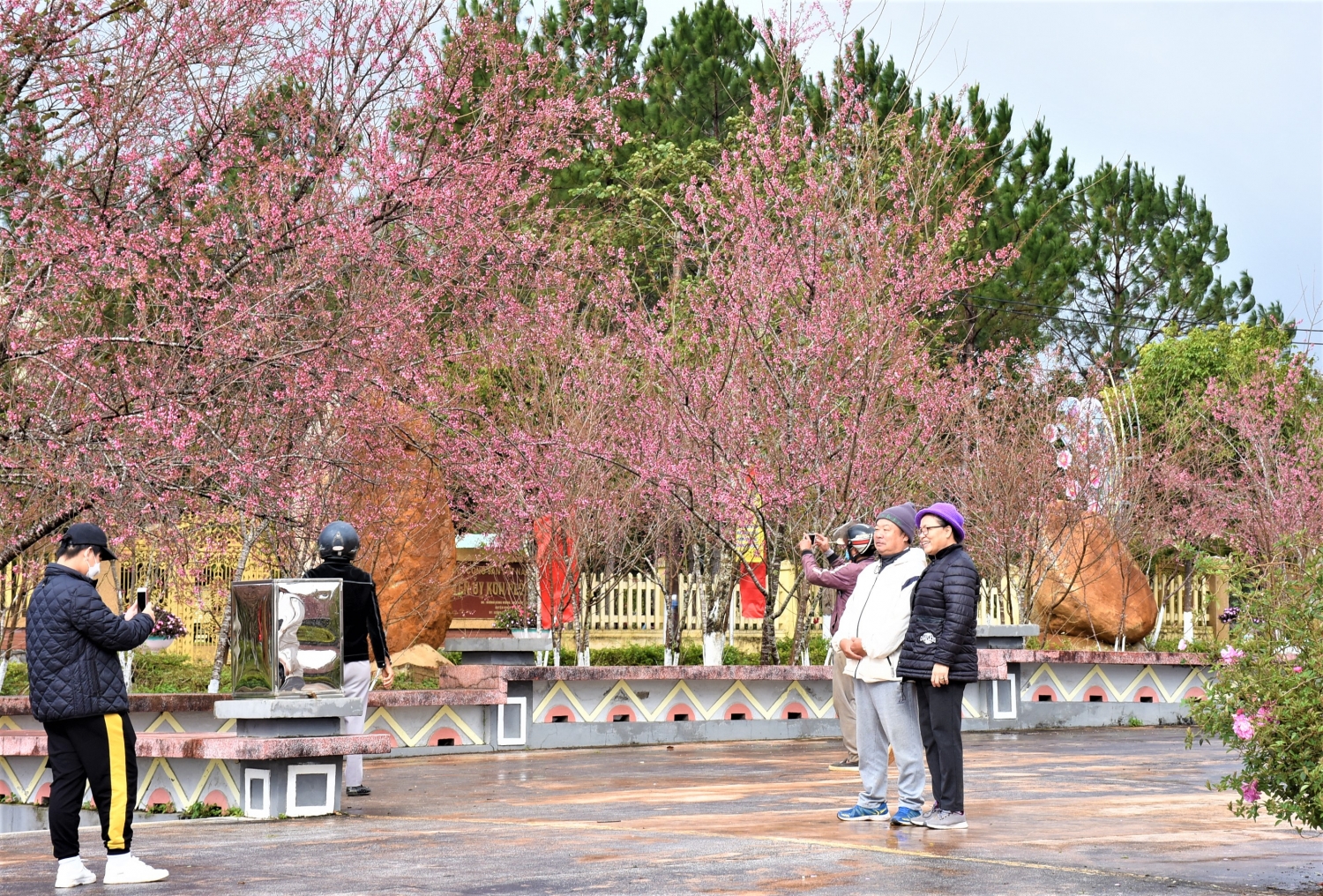 Ngắm mai anh đào nở rộ ở Măng Đen Ngắm mai anh đào nở rộ ở Măng Đen