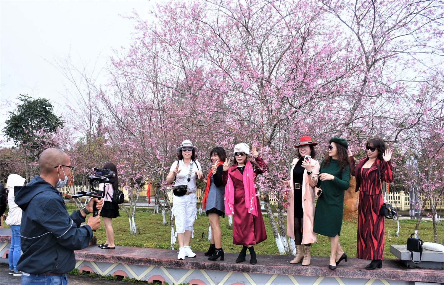 Ngắm mai anh đào nở rộ ở Măng Đen Ngắm mai anh đào nở rộ ở Măng Đen