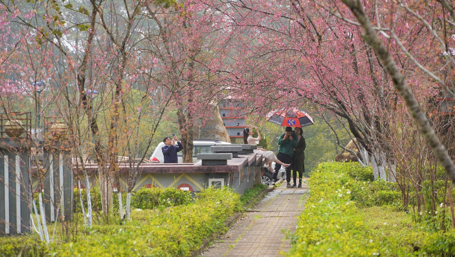 Ngắm mai anh đào nở rộ ở Măng Đen Ngắm mai anh đào nở rộ ở Măng Đen