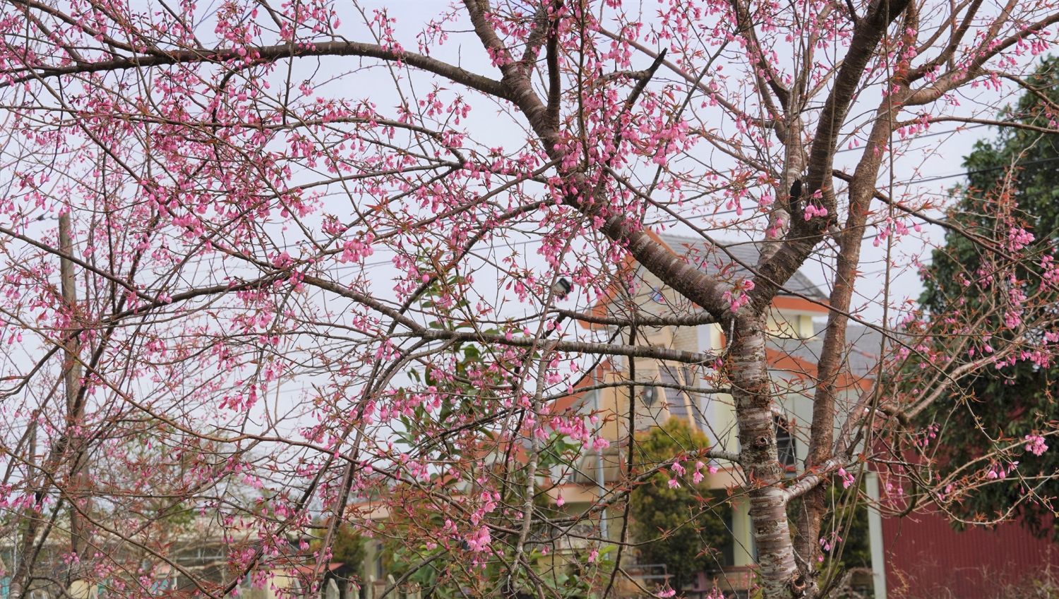 Ngắm mai anh đào nở rộ ở Măng Đen Ngắm mai anh đào nở rộ ở Măng Đen