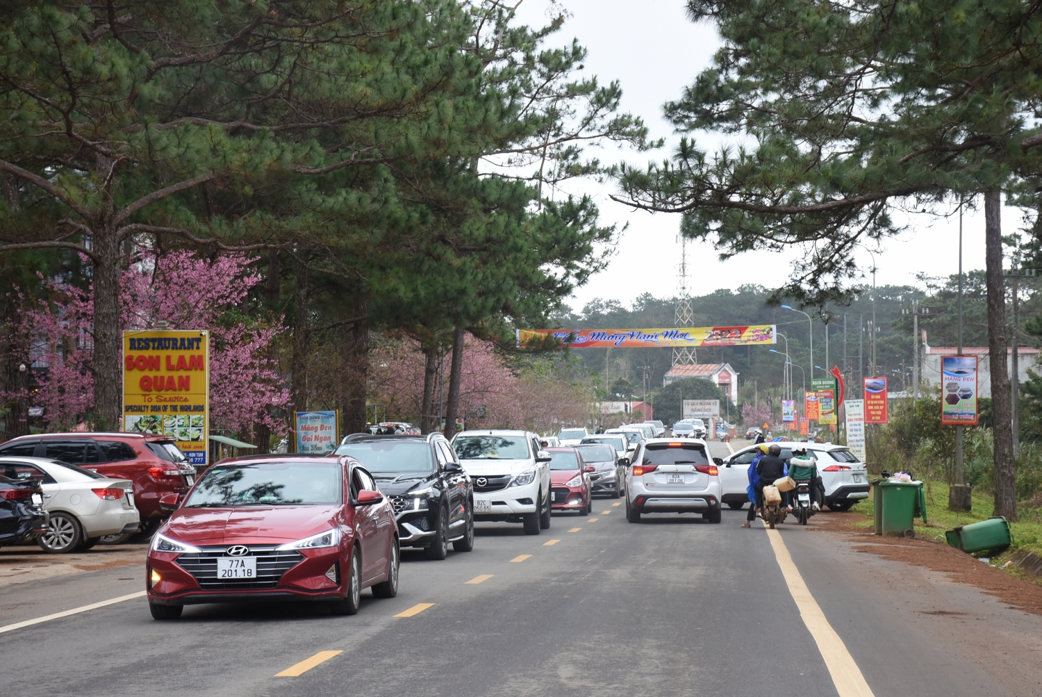 Ngắm mai anh đào nở rộ ở Măng Đen Ngắm mai anh đào nở rộ ở Măng Đen