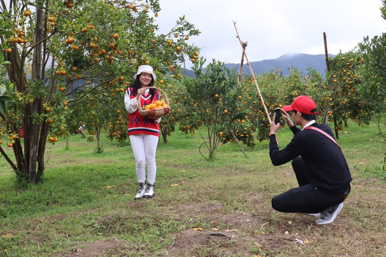 Mê mẩn với vườn quýt hồng chín rộ ở P'ró Mê mẩn với vườn quýt hồng chín rộ ở P'ró