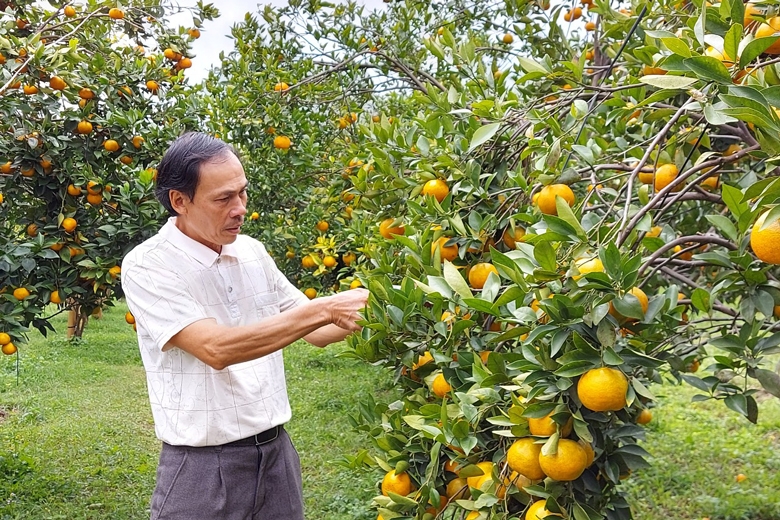 Mê mẩn với vườn quýt hồng chín rộ ở P'ró Mê mẩn với vườn quýt hồng chín rộ ở P'ró