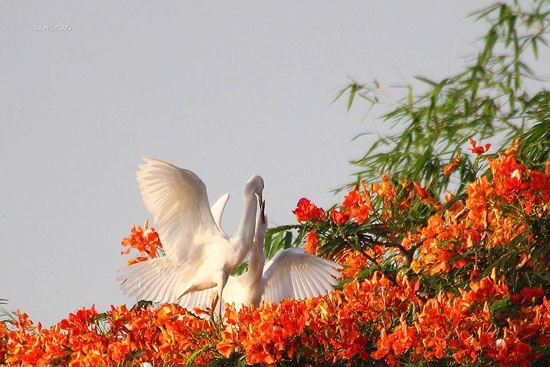 Đảo cò giữa lòng thành phố