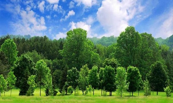 han muc chuyen muc dich dat trong cay lau nam sang dat o