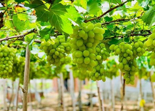 ninh thuan nhung chum ngoc tinh hoa mien dat nang