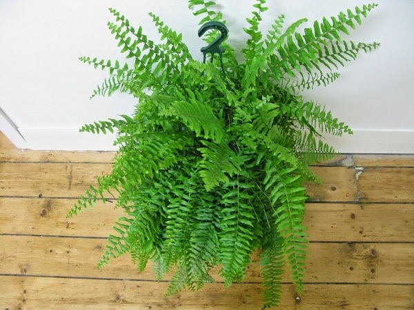 Những loại cây trồng ở bếp vừa đẹp lại khử mùi hiệu quả Những loại cây trồng ở bếp vừa đẹp lại khử mùi hiệu quả