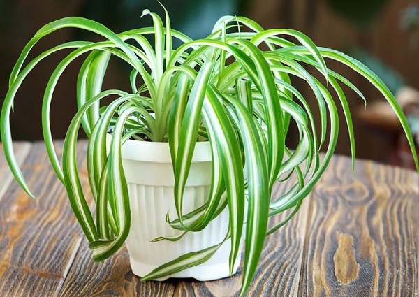 Những loại cây trồng ở bếp vừa đẹp lại khử mùi hiệu quả Những loại cây trồng ở bếp vừa đẹp lại khử mùi hiệu quả