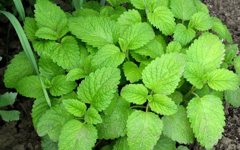 Những loại cây trồng ở bếp vừa đẹp lại khử mùi hiệu quả Những loại cây trồng ở bếp vừa đẹp lại khử mùi hiệu quả