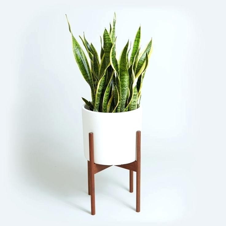 Những loại cây trồng ở bếp vừa đẹp lại khử mùi hiệu quả Những loại cây trồng ở bếp vừa đẹp lại khử mùi hiệu quả