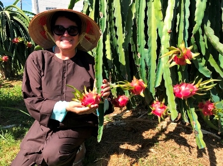 Đến Phan Thiết nhớ ghé tham quan vườn thanh long Phú Mỹ