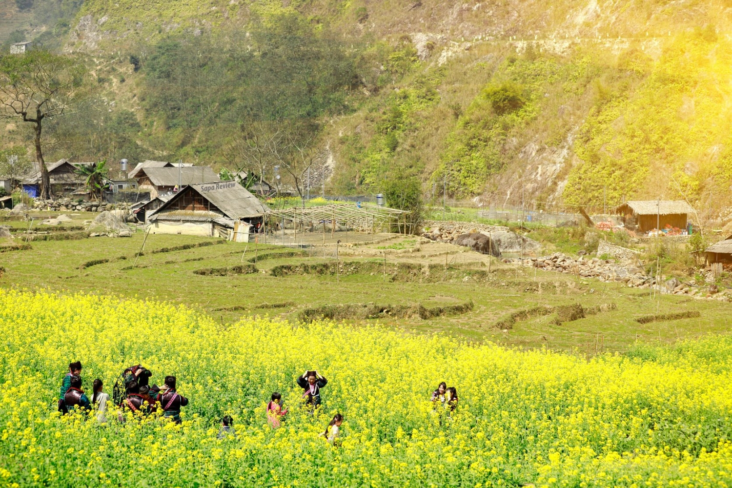 Mùa hoa cải vàng đẹp ngất ngây tại Sa Pa