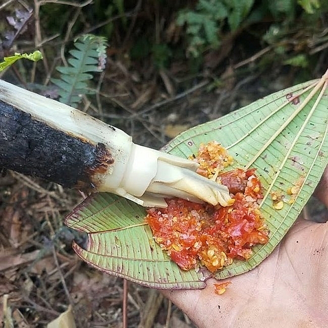 Về rừng thưởng thức đặc sản đọt mây