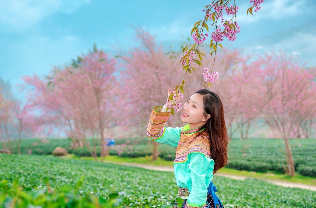 Mùa hoa anh đào Sa Pa - Du khách nhất định đừng bỏ lỡ