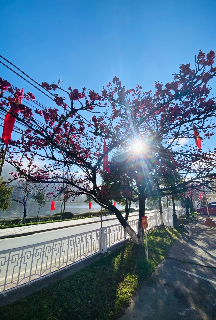 Mùa hoa anh đào Sa Pa - Du khách nhất định đừng bỏ lỡ