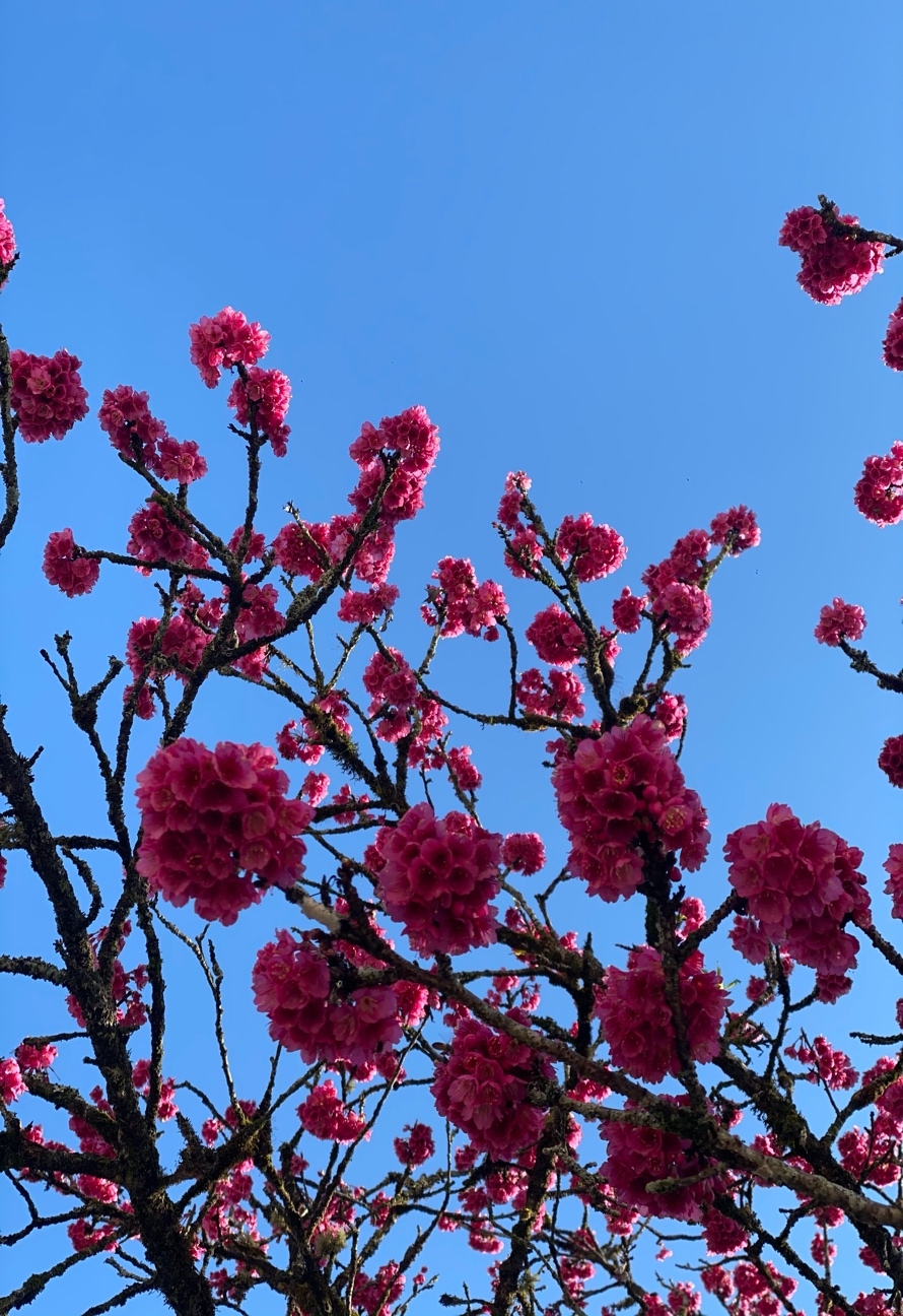Mùa hoa anh đào Sa Pa - Du khách nhất định đừng bỏ lỡ