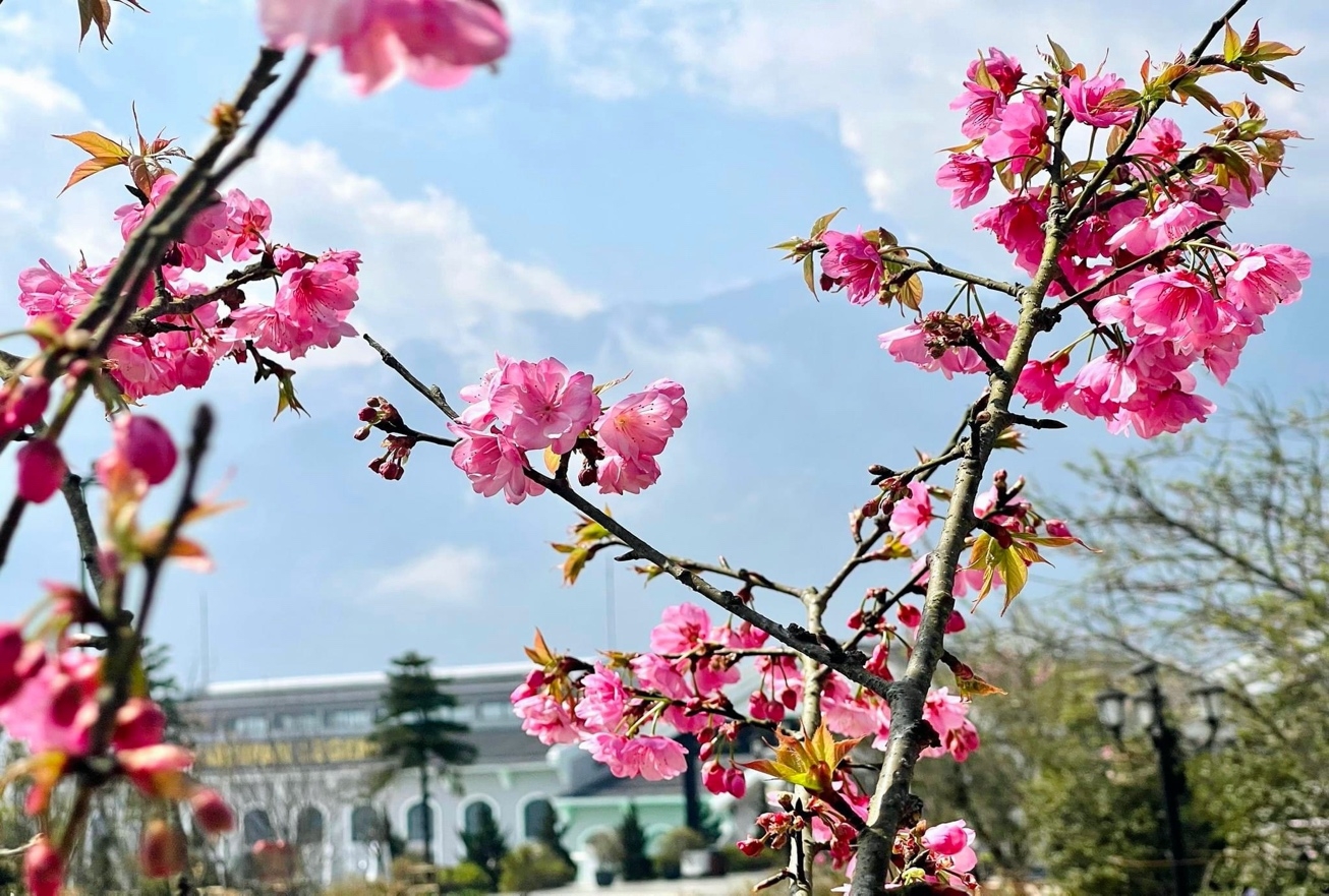Mùa hoa anh đào Sa Pa - Du khách nhất định đừng bỏ lỡ