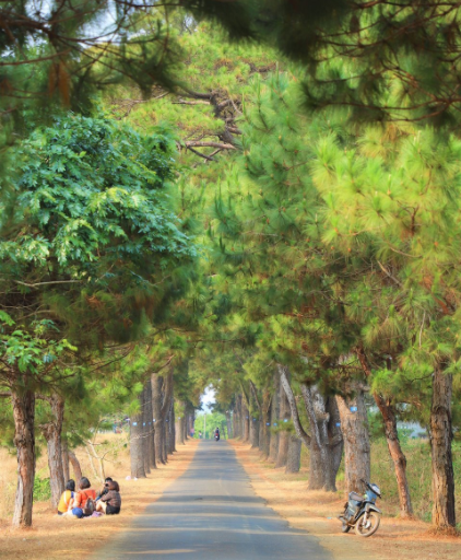 Hàng thông trăm tuổi - Nét đẹp bình yên ở Gia Lai