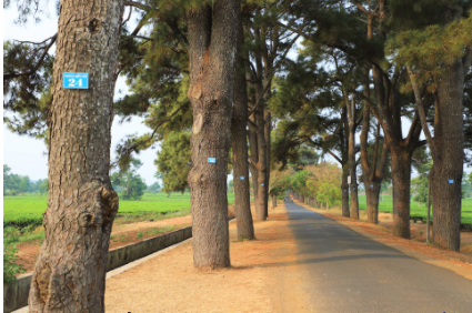 Hàng thông trăm tuổi - Nét đẹp bình yên ở Gia Lai