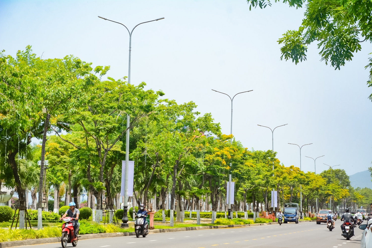 Ngắm hoa sưa nở vàng rực đường phố Đà Nẵng Ngắm hoa sưa nở vàng rực đường phố Đà Nẵng