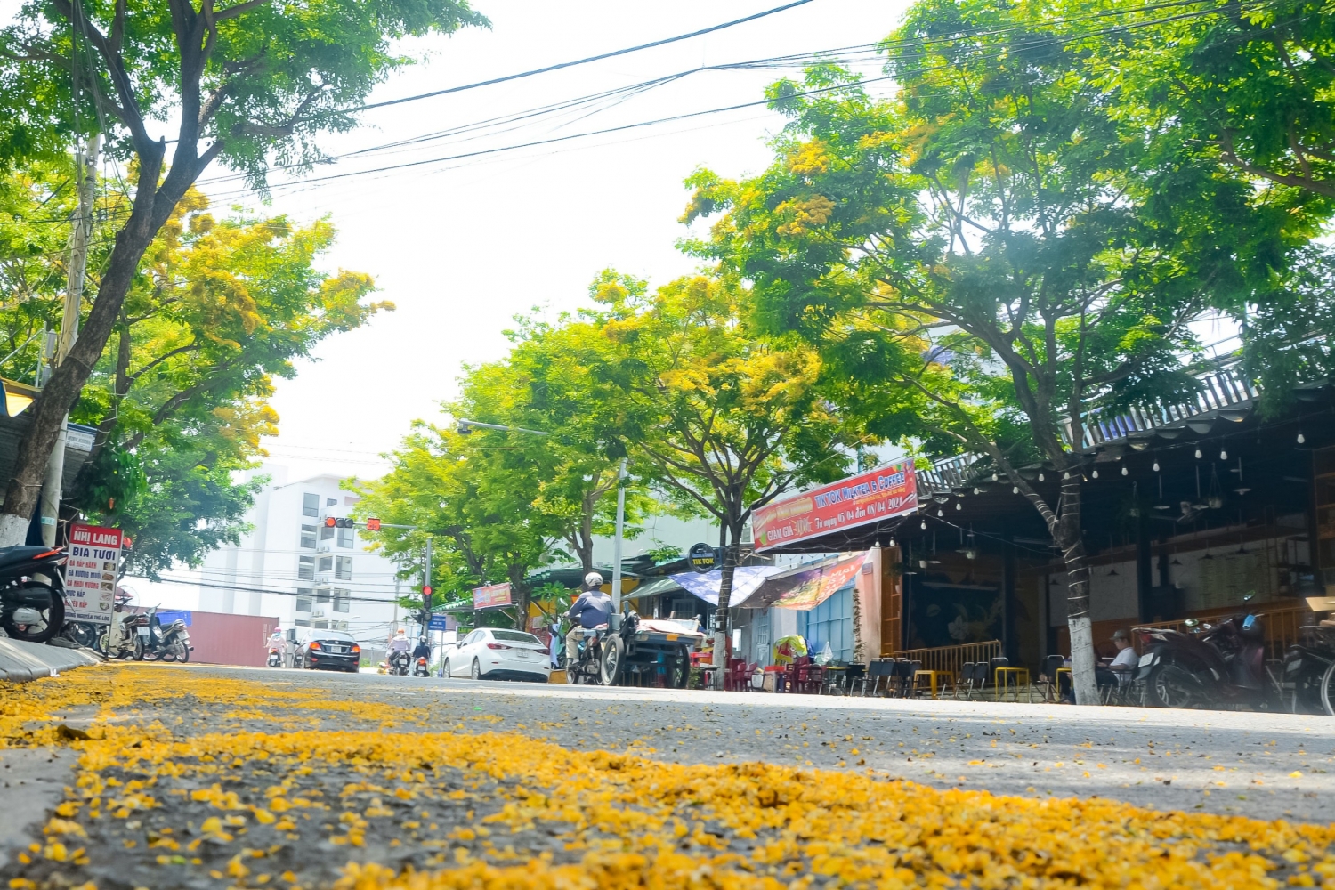 Ngắm hoa sưa nở vàng rực đường phố Đà Nẵng Ngắm hoa sưa nở vàng rực đường phố Đà Nẵng