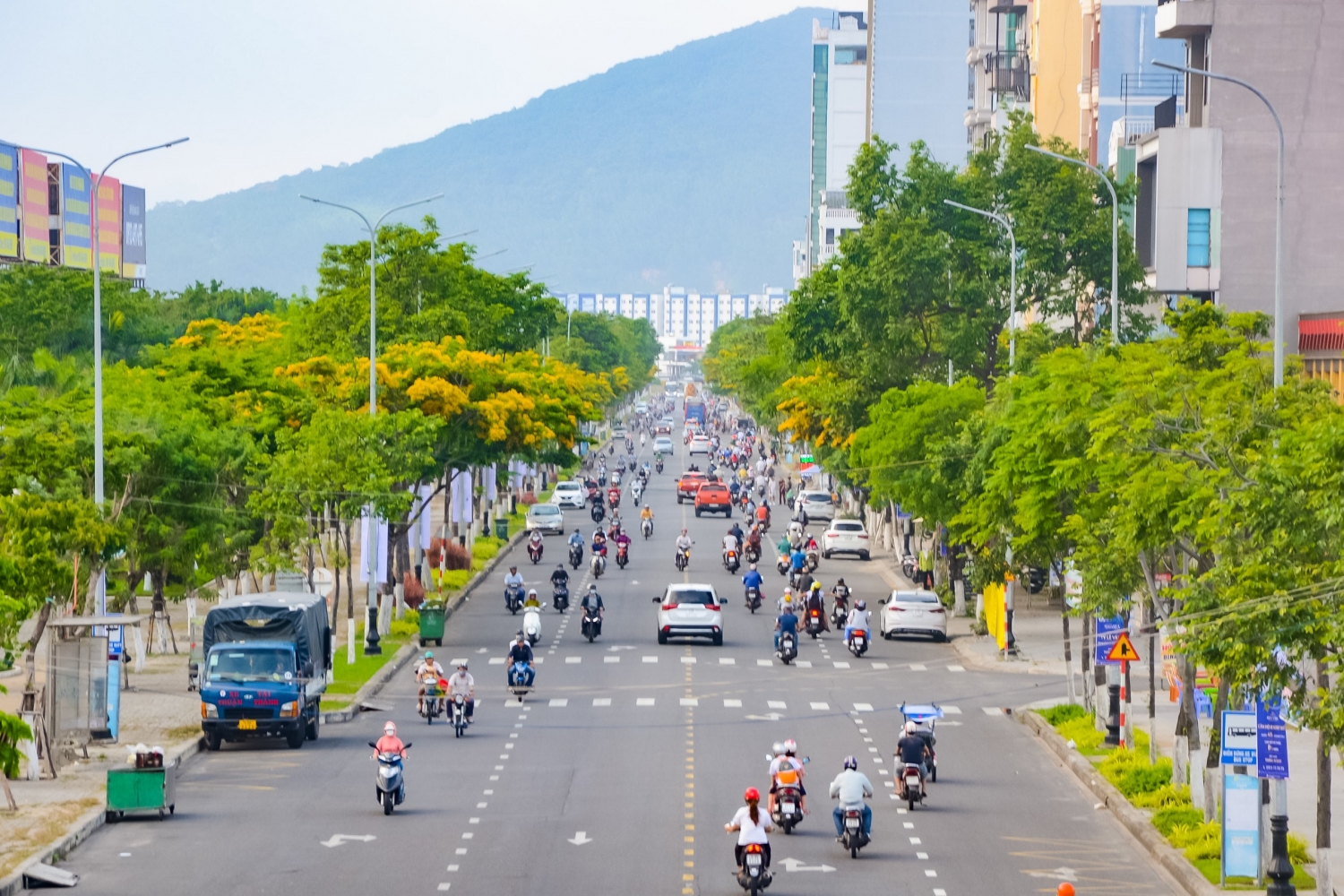 Ngắm hoa sưa nở vàng rực đường phố Đà Nẵng Ngắm hoa sưa nở vàng rực đường phố Đà Nẵng