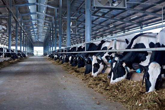 Giảm 50% mức thu phí trong chăn nuôi từ ngày 17/5 đến hết năm 2021.