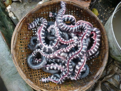 Ngọt ngào rắn trun nấu cháo đậu xanh Ngọt ngào rắn trun nấu cháo đậu xanh