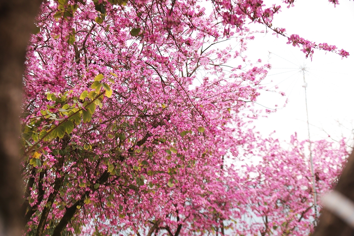 Mê đắm sắc ban đỏ ở Mèo Vạc Mê đắm sắc ban đỏ ở Mèo Vạc