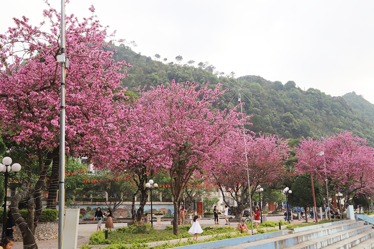 Mê đắm sắc ban đỏ ở Mèo Vạc Mê đắm sắc ban đỏ ở Mèo Vạc