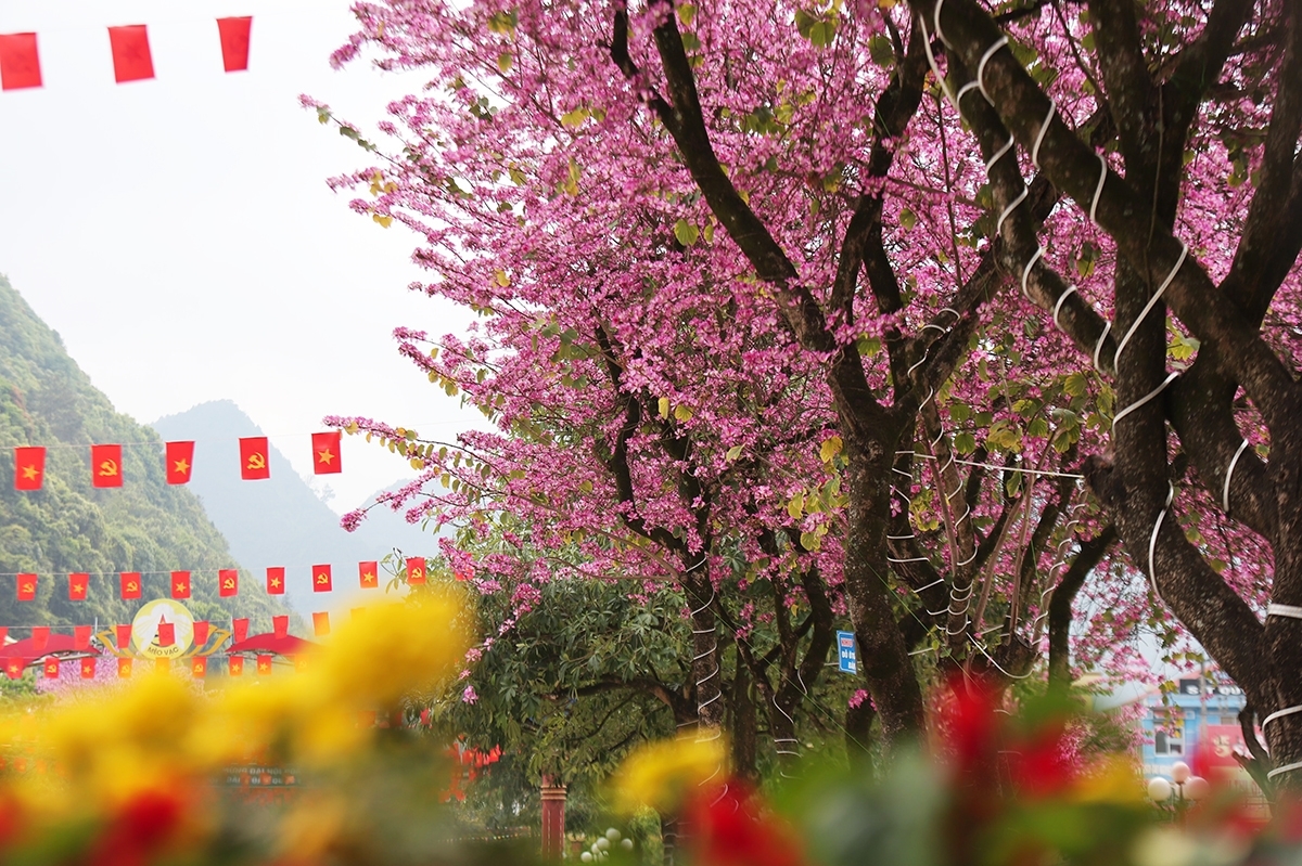 Mê đắm sắc ban đỏ ở Mèo Vạc Mê đắm sắc ban đỏ ở Mèo Vạc