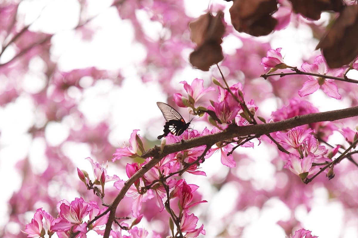 Mê đắm sắc ban đỏ ở Mèo Vạc Mê đắm sắc ban đỏ ở Mèo Vạc