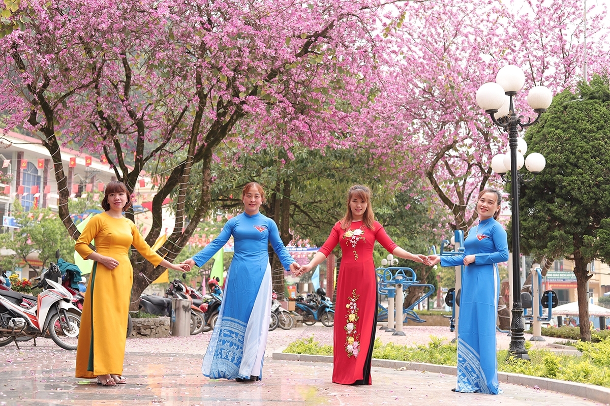 Mê đắm sắc ban đỏ ở Mèo Vạc Mê đắm sắc ban đỏ ở Mèo Vạc