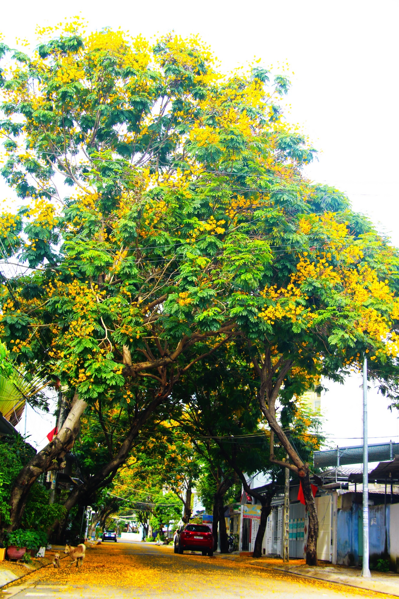 Chạm vào thảm hoa vàng trên con đường ấy