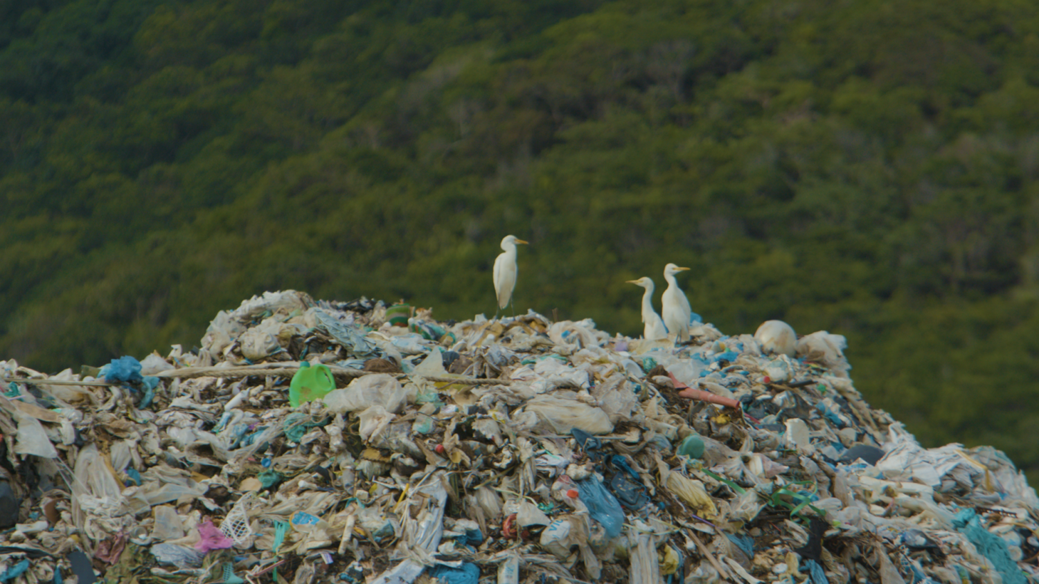 WWF- Việt Nam cam kết đồng hành cùng du lịch Côn Đảo trong hành trình giảm thiểu rác thải nhựa