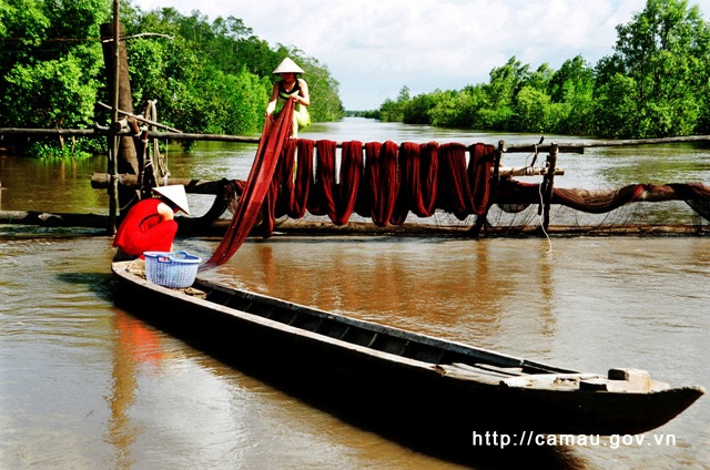 Khám phá rừng ngập mặn Cà Mau