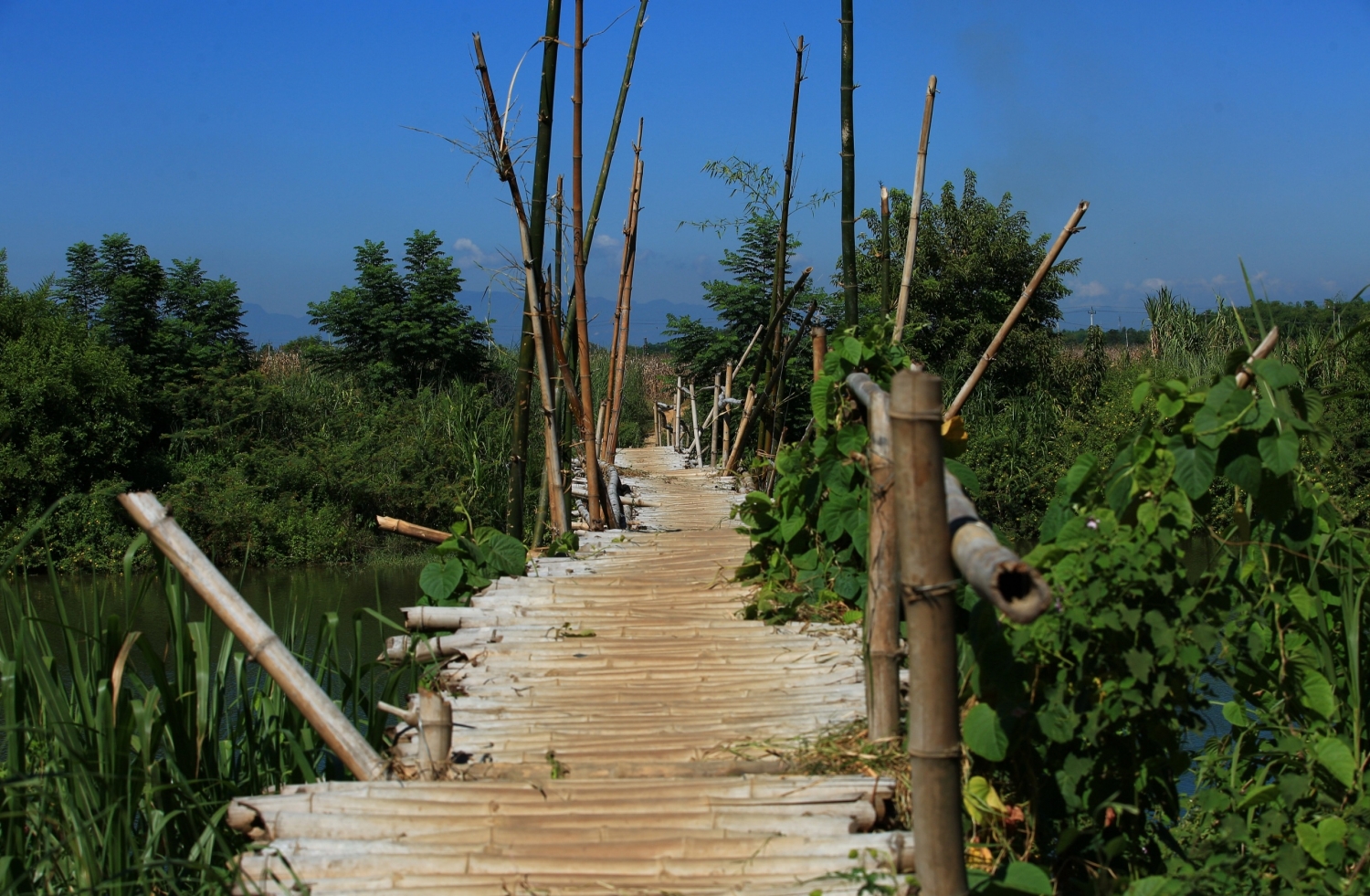 Chiếc cầu tre níu thương nhớ Cẩm Đồng