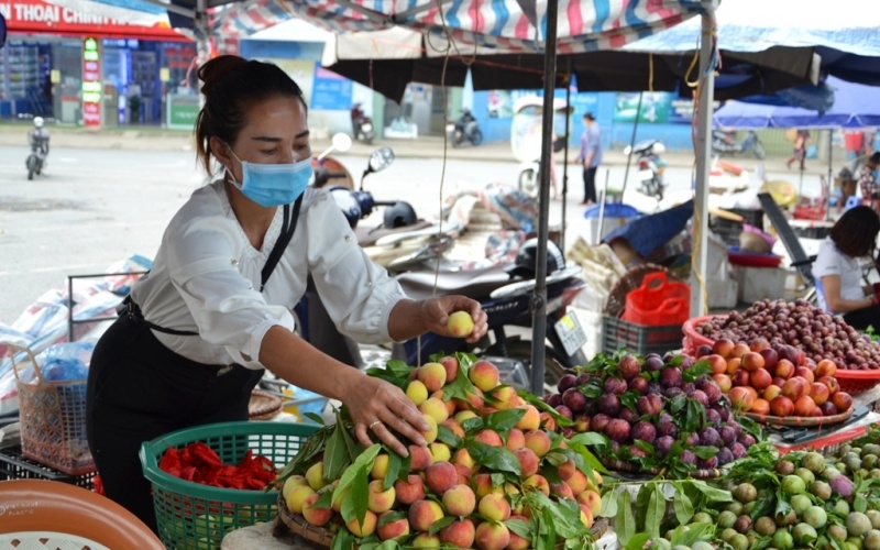 Mùa đào chín sớm trên cao nguyên Bắc Hà