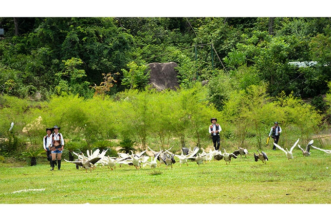 Lạc trôi giữa đảo Hoa Lan Lạc trôi giữa đảo Hoa Lan