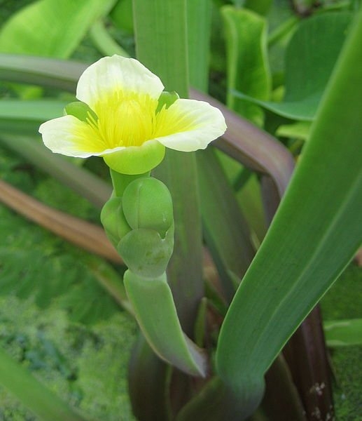 Cù nèo – Món rau miền sông nước