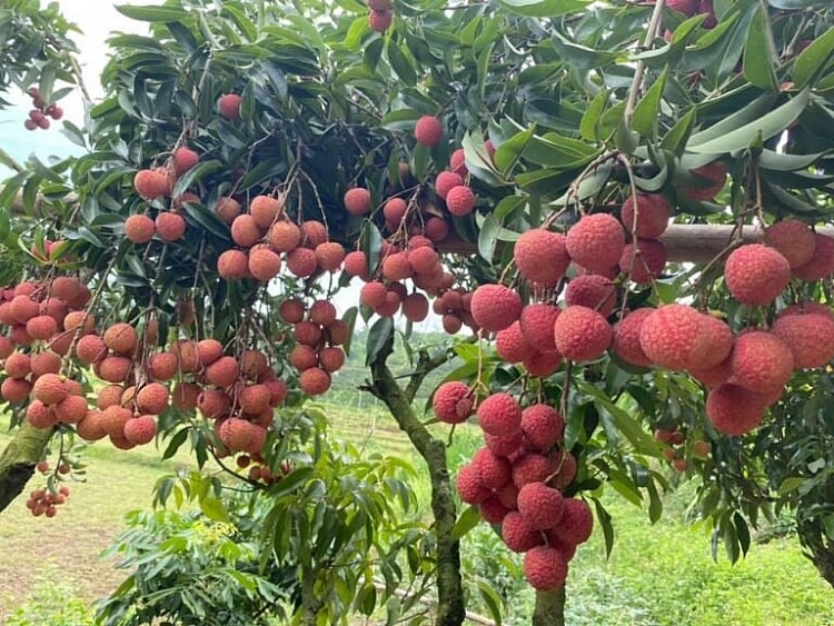 Bắc Giang: Tổ chức chương trình du lịch “Hương sắc mùa hè Lục Ngạn” năm 2022