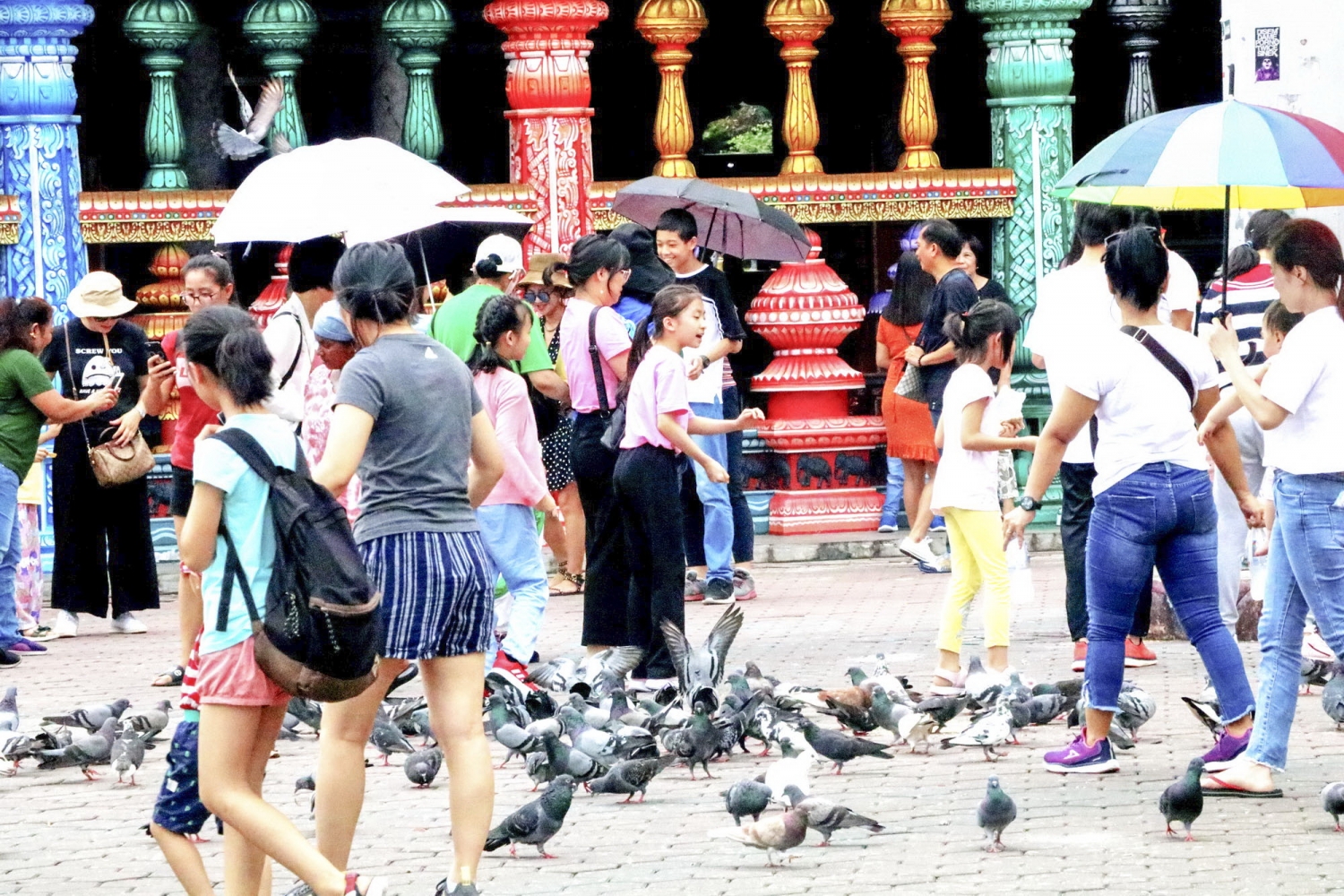 Những con chim bồ câu mang lại niềm vui