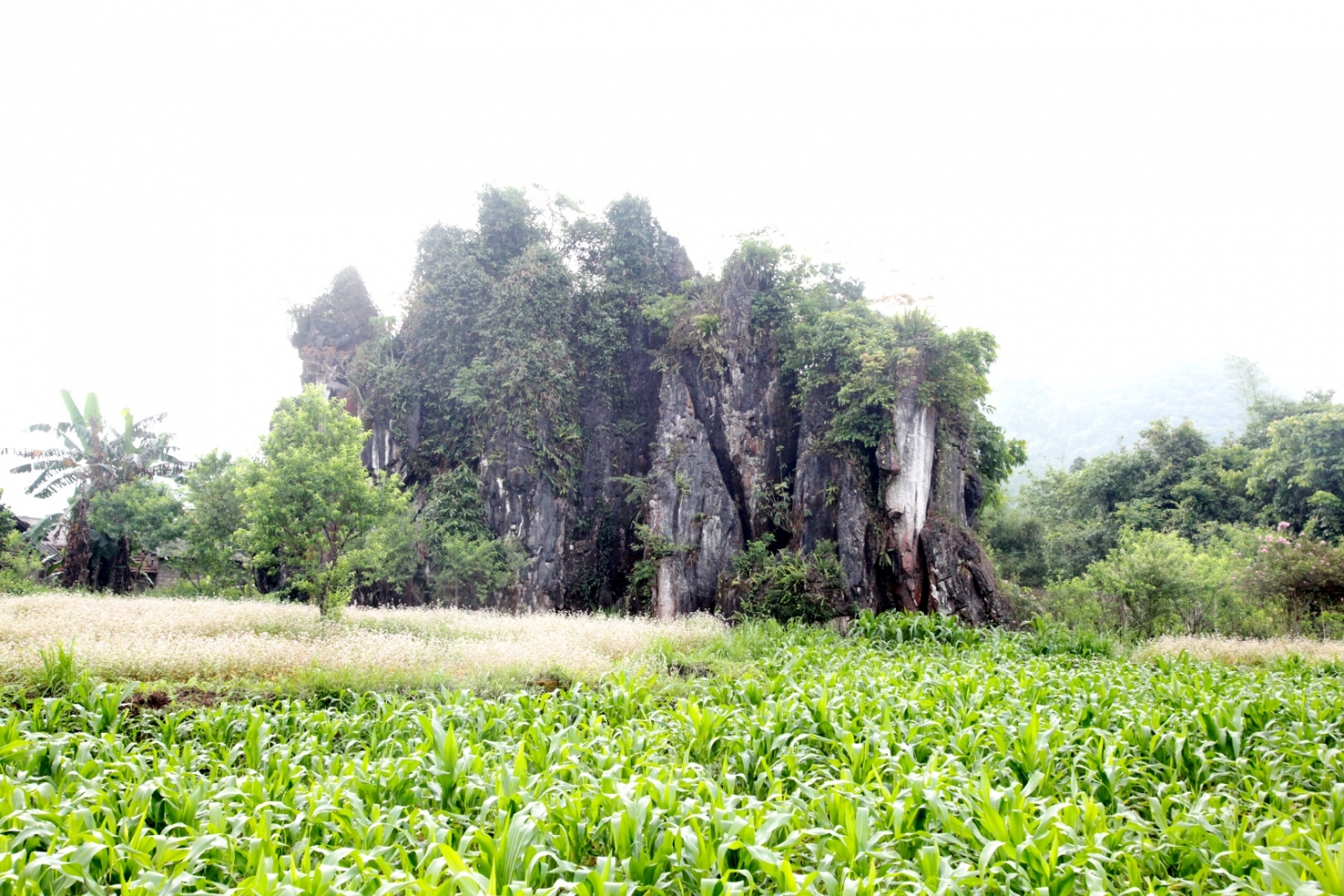 Lên Hà Giang ngắm hoa tam giác mạch trái mùa