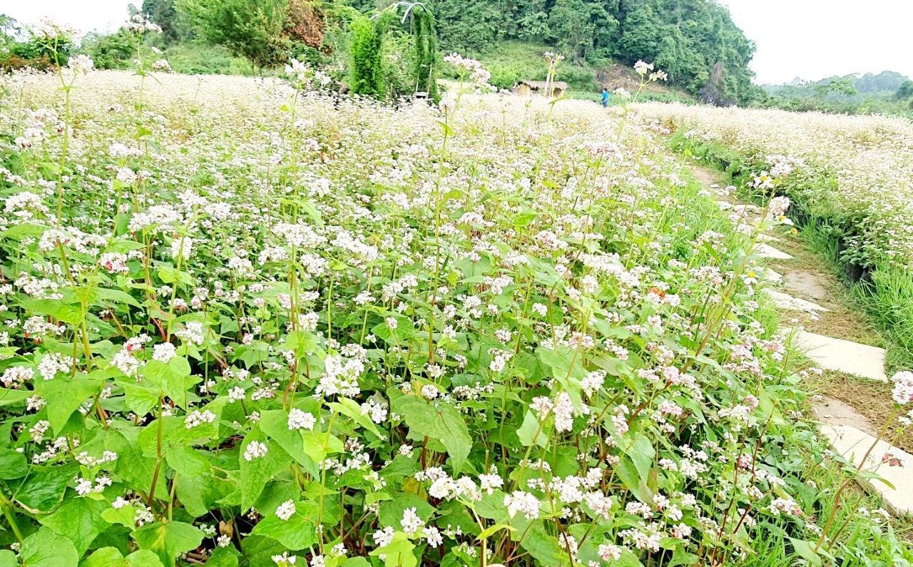 Lên Hà Giang ngắm hoa tam giác mạch trái mùa