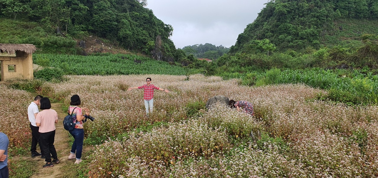 Lên Hà Giang ngắm hoa tam giác mạch trái mùa