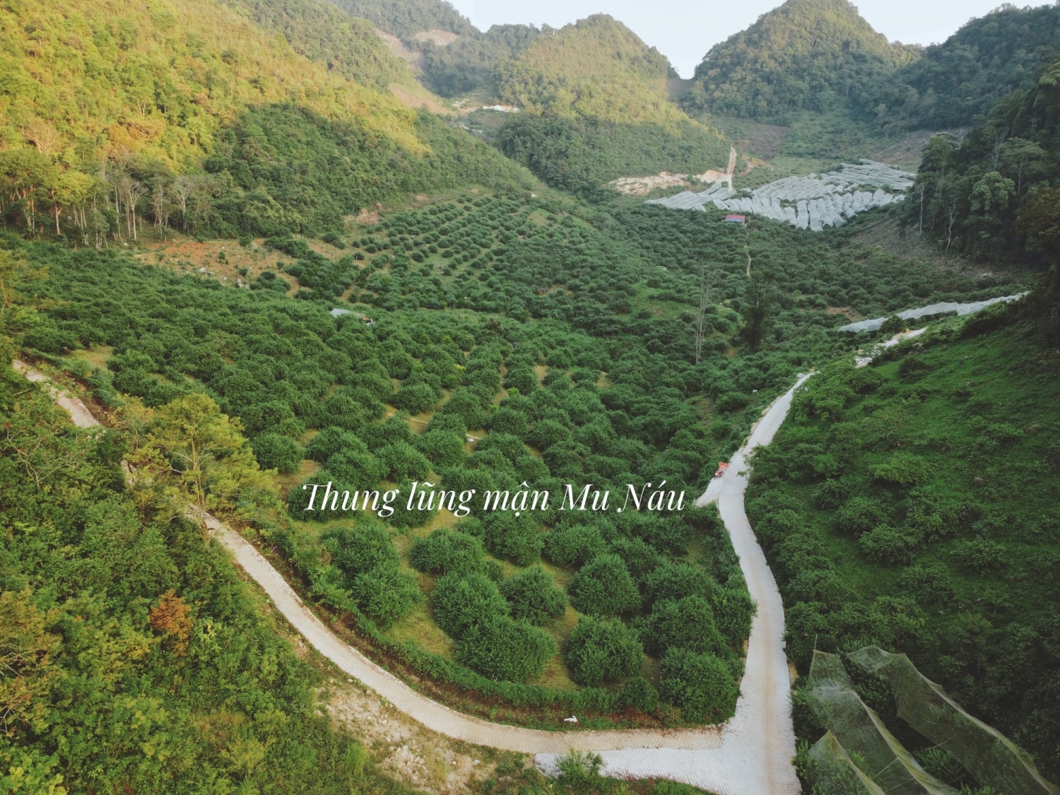 Mộc Châu: 4 điểm hái mận thay thế thung lũng mận Nà Ka bạn nên biết